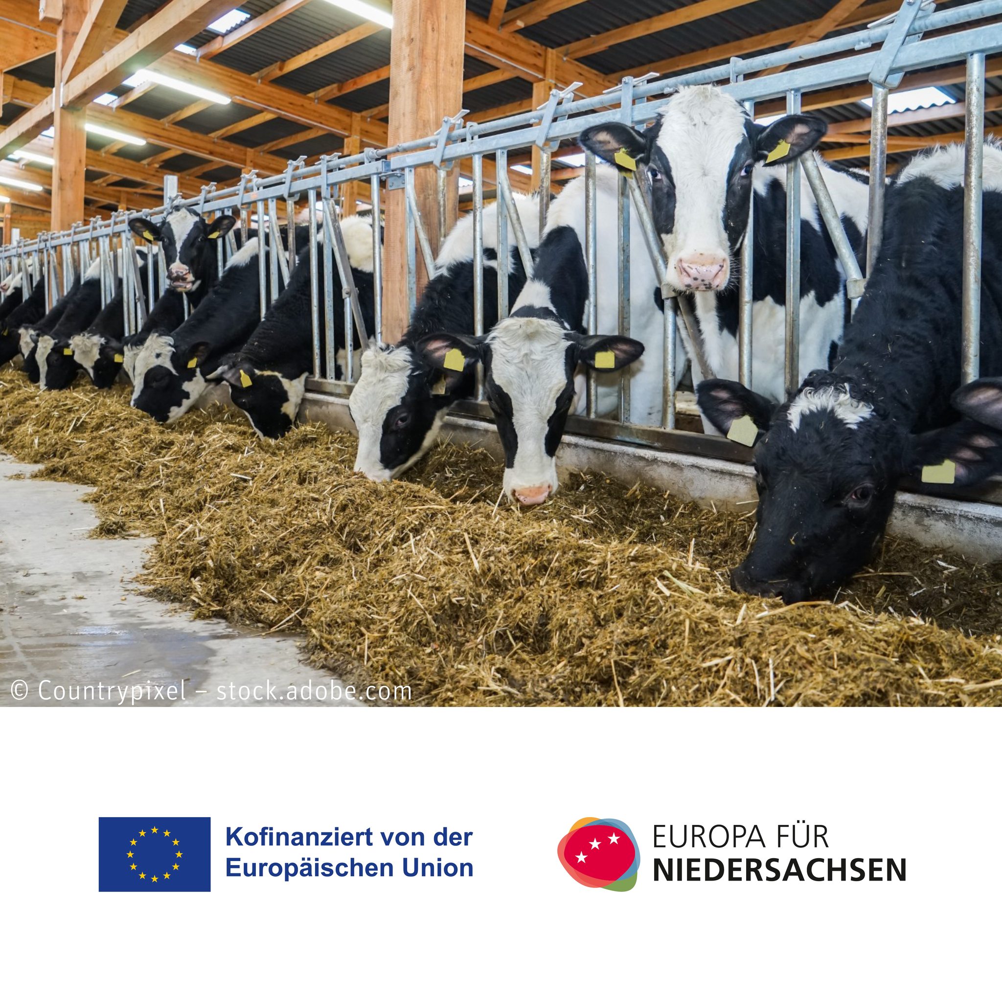 Forschung muss nicht immer nur im Labor passieren. Manchmal geht’s auch in den Kuhstall! 🐮
Im Forschungsprojekt... Forschung muss nicht immer nur im Labor passieren. Manchmal geht’s auch in den Kuhstall! 🐮
Im Forschungsprojekt...