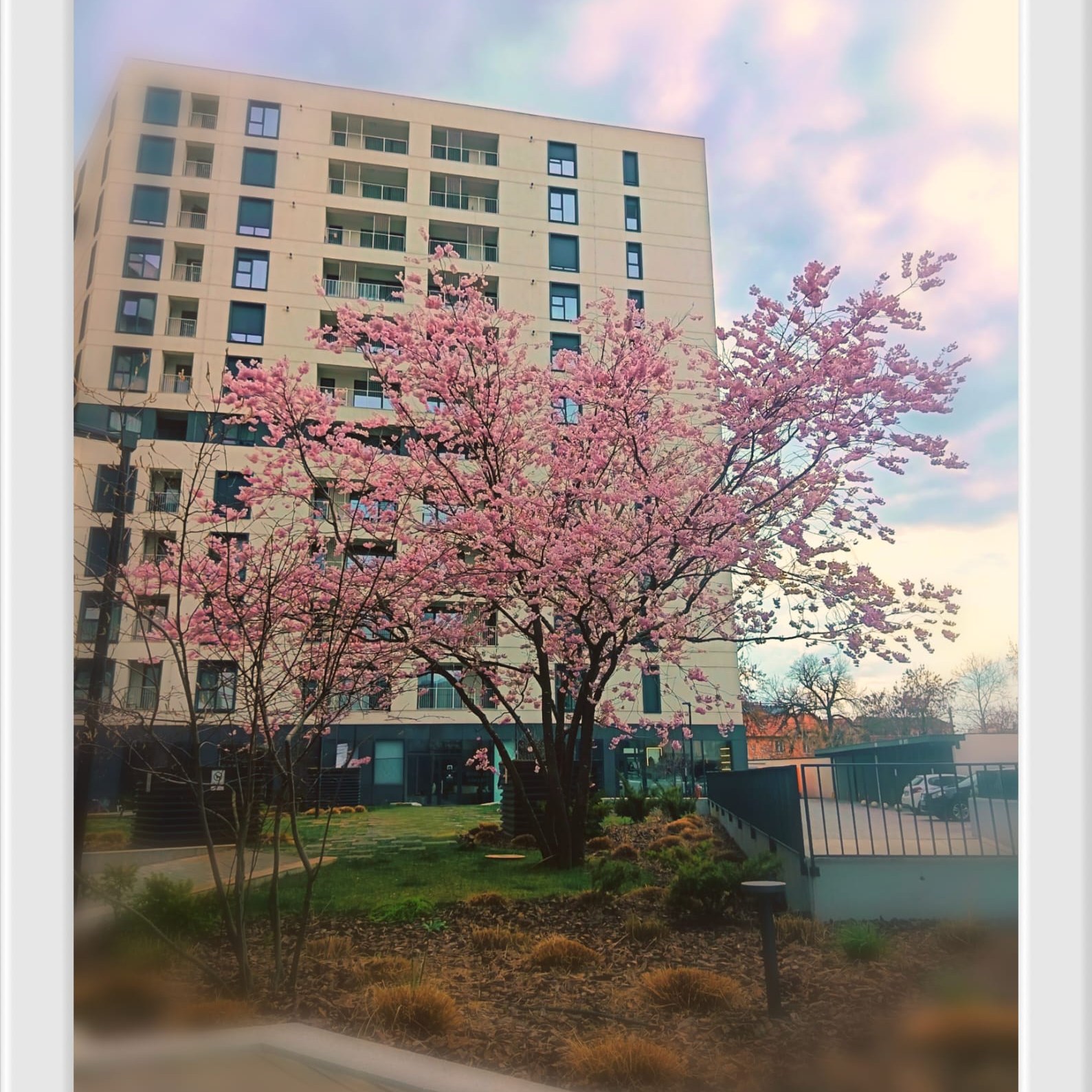 🌸 Leapșa Primăverii în Timișoara și Timiș!
Primăvara a început cu o explozie de culori, orașul începe să respire din nou! Tu ce copac înflorit ai văzut azi în drum spre casă? Sau ce colț de oraș sau județ plin de culoare? Pune poza în comentarii și dă leapșa mai departe unui prieten!
#PrimavaraInTimis #TimisoaraInflorita 🌸 Leapșa Primăverii în Timișoara și Timiș!
Primăvara a început cu o explozie de culori, orașul începe să respire din nou! Tu ce copac înflorit ai văzut azi în drum spre casă? Sau ce colț de oraș sau județ plin de culoare? Pune poza în comentarii și dă leapșa mai departe unui prieten!
#PrimavaraInTimis #TimisoaraInflorita