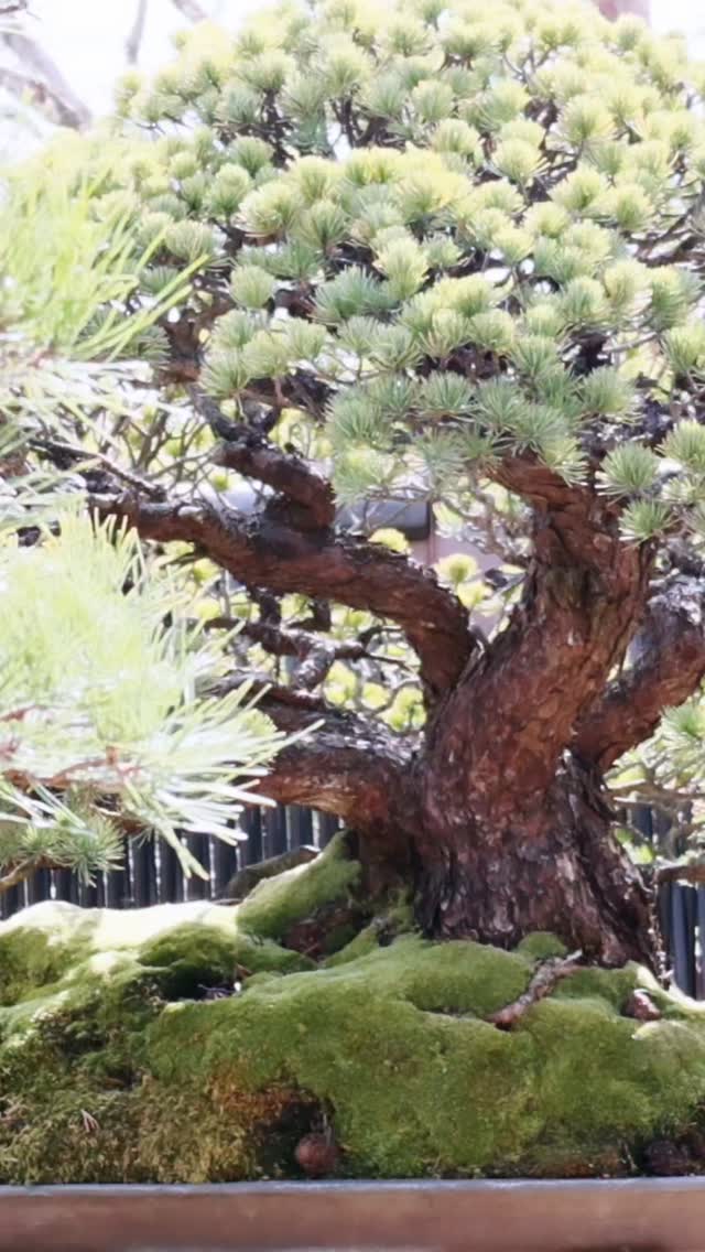 Goyomatsu de + de 350 ans chez @bonsai_seikouen_global_ver à Omiya. Japon.