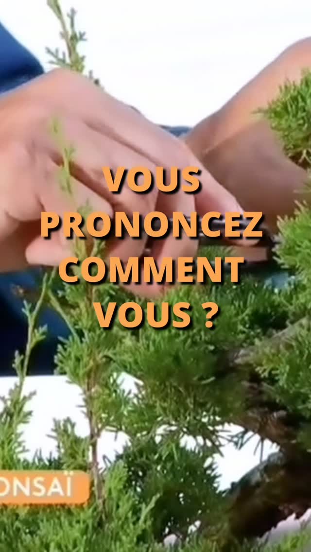 BONSAÏ (BON-SAÏ) un grand merci à @philippe.collignon et toute l'équipe de Télématin et @paris_bonsai