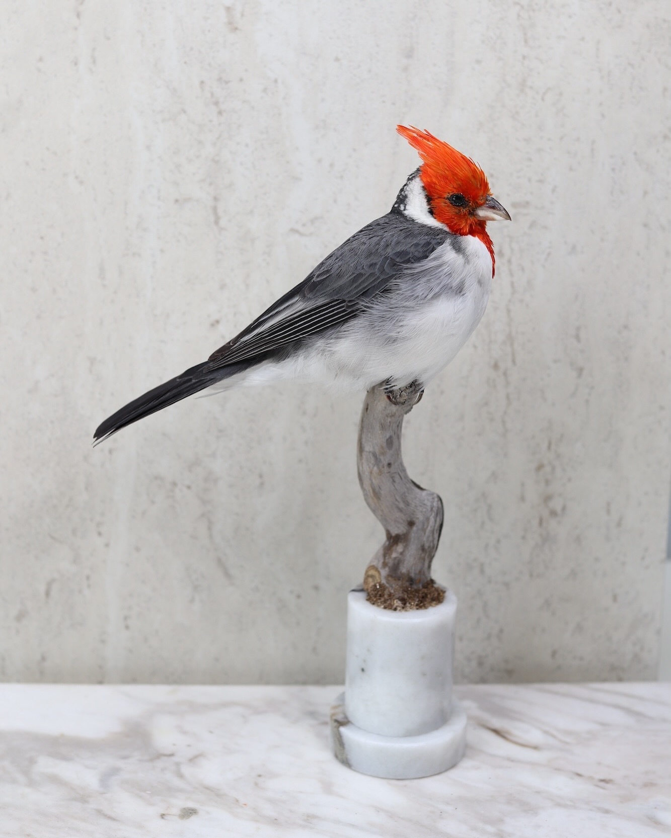 Red-cardinal (sold)! 🐦 #taxidermy #birdtaxidermy #birdart #taxidermyart #bird #beardedbarbet #taxidermyforsale
