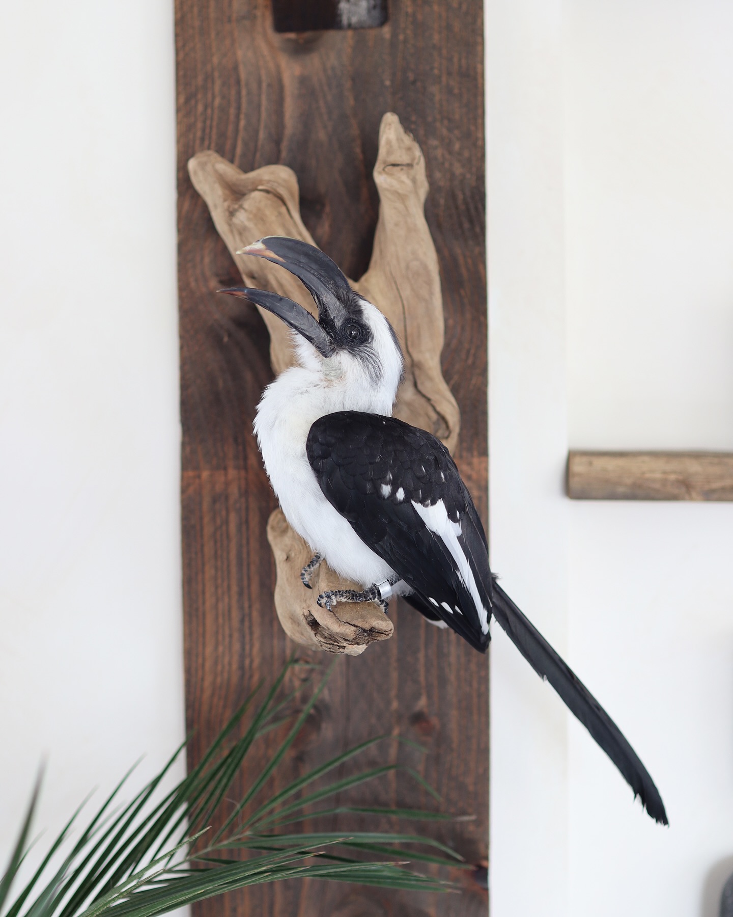 Von der decken hornbill (commission work) #birdtaxidermy #hornbill #collectibles #vonderdeckenhornbill #taxidermy #bird #birdart #taxidermyart
