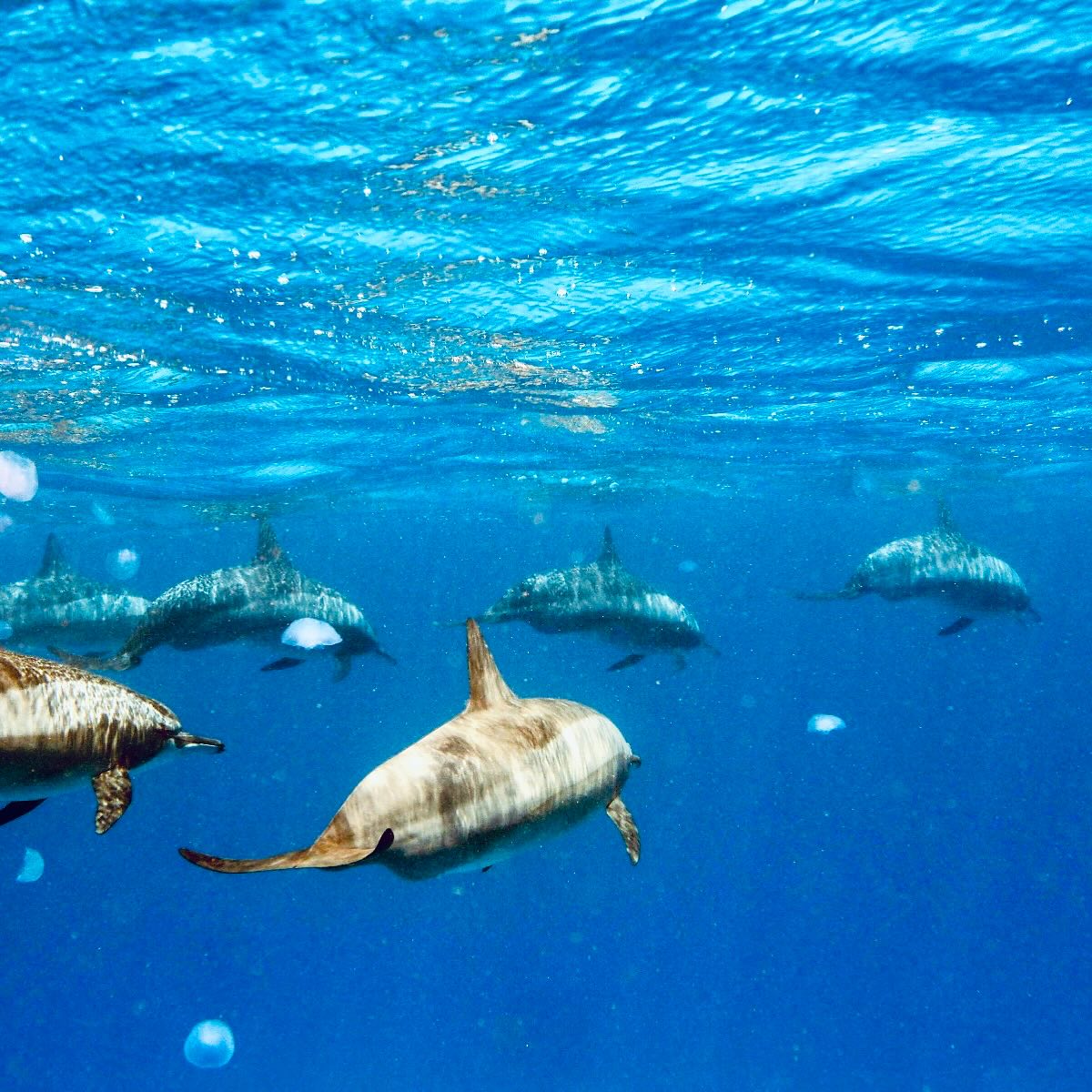 Dauphin à long bec | Stenella longirostris