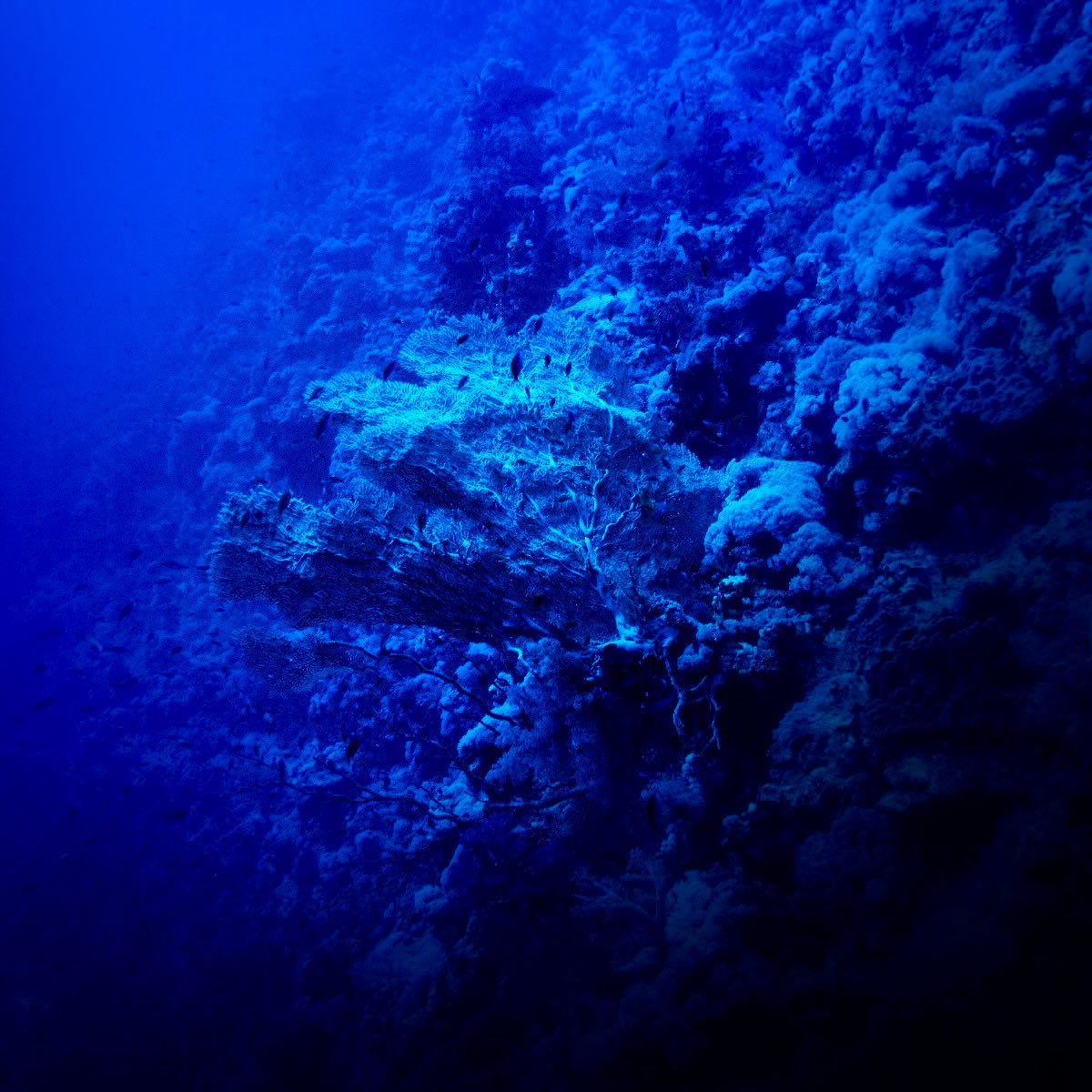 Gorgone Géante | Annella mollis