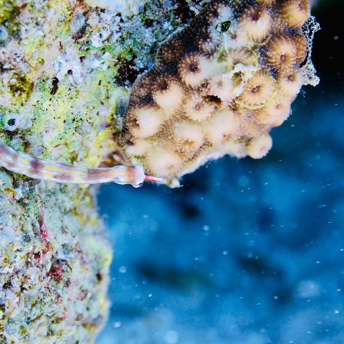 Syngnathe annelé ( à gauche ) | Dunckerocampus multiannulatus