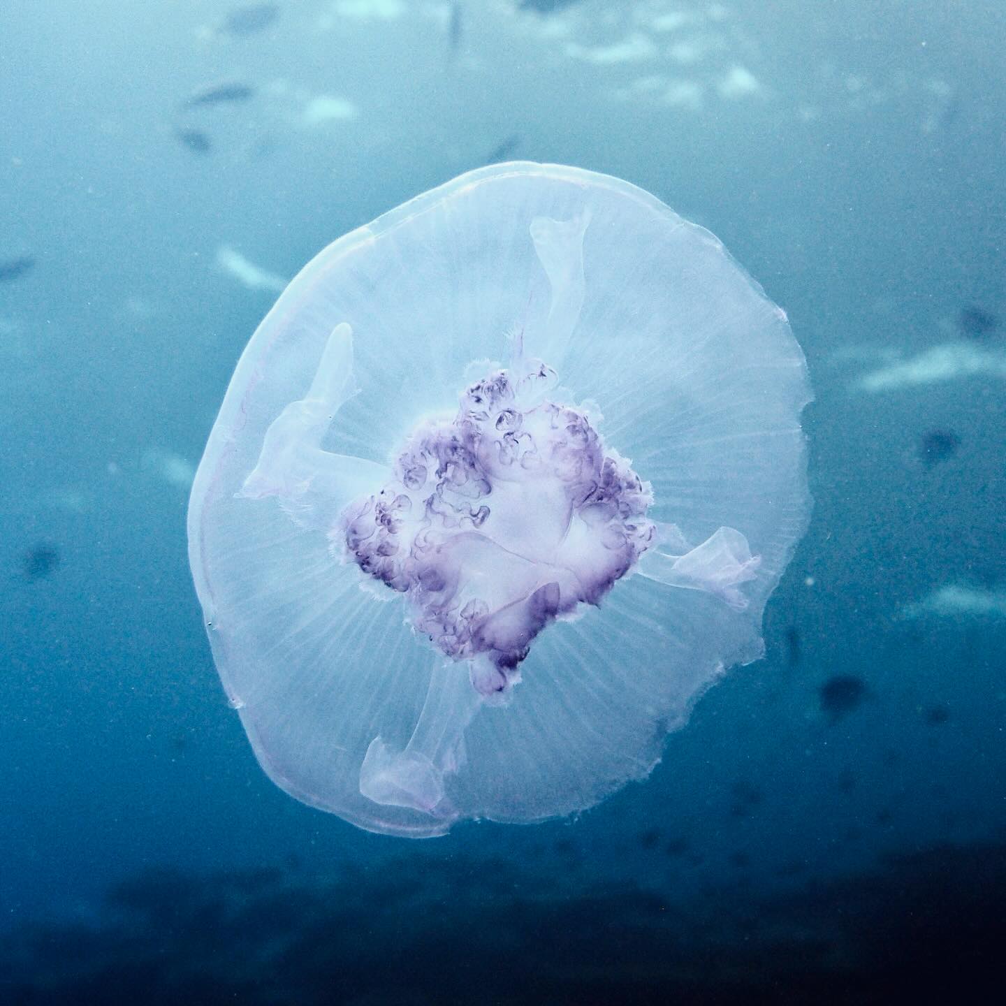 Méduse aurélie ou lune | Aurelia aurita