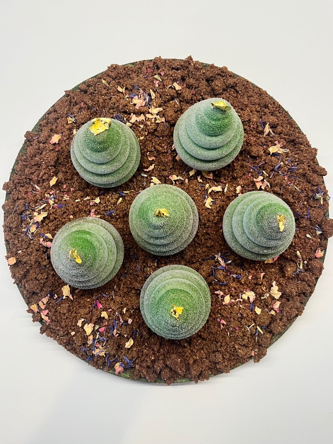 Bonsoir à tous,
Voilà le retour de la Team @prendstadosedesucre pour le challenge de ce mois d’octobre, ayant pour thème « La forêt enchantée »
Bon on est d’accord, c’est plus une pinède enchantée pour moi...
Ma petite forêt est donc faite de sapins individuels composés de :
- d’un sablé breton
- d’un croustillant praline café
- d’un crémeux onctueux café / sirop d’érable
- d’une mousse poire (purée de poire maison)
- d’un décor fait de crumble chocolat, de pétales de roses et de bleuets.
Fraîcheur et rondeur... un régal !
Qu’à fait le reste de la team @prendstadosedesucre
@algona78 @atouts_gourmands
@cestmongateauprefere
@gwourmandises
@lapaillotesucree
@ogniricciounpasticcio
#forêt #forest #sapin #praliné #café #cafe #poire #vanille #fruit #automne #bretagne #sablebreton #crumble #chocolate #bougival #ateliersadomicile #pastrychef
#pastry_inspiration #pastrylove #patisseriefrancaise #patisserie #homemade #faitmaison