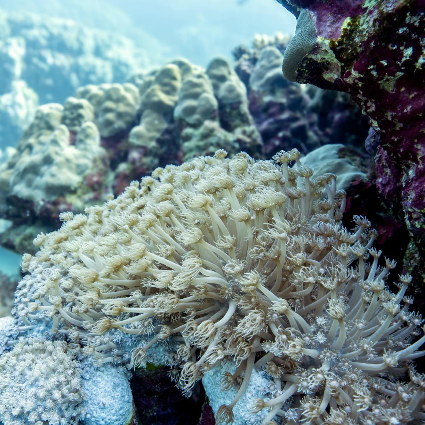 Anémone encroûtante blanche | Parazoanthus anguicomus - doris nº2688