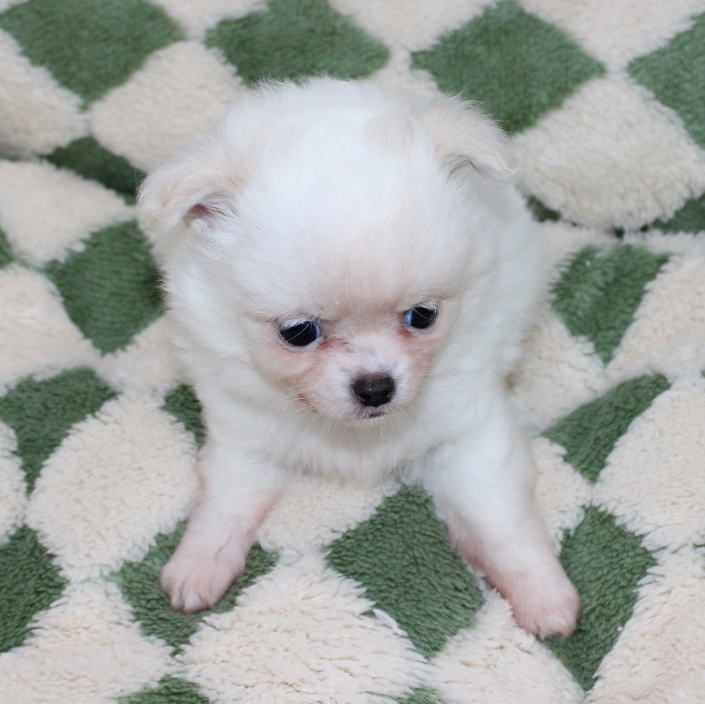 Photoshoot de notre petit ourson tout blanc, fils de Pearl 😍Une vraie petite boule de douceur, on dirait un ourson polaire sur pattes 🐻❄️
Avec sa fourrure impeccable, il donne même l’impression de sortir tout droit du toilettage ✨Tellement craquant, doux et attendrissant… un petit trésor qui fait fondre tous les cœurs 🥹🤍📩 Plus d’infos en message privé
🌐 Découvrez aussi les autres chiots disponibles sur notre site :
https://elevage-chihuahuas-lof.fr/chiots-chihuahua-disponibles/#chihuahua #chiotchihuahua #whitechihuahua #babychihuahua #puppylove