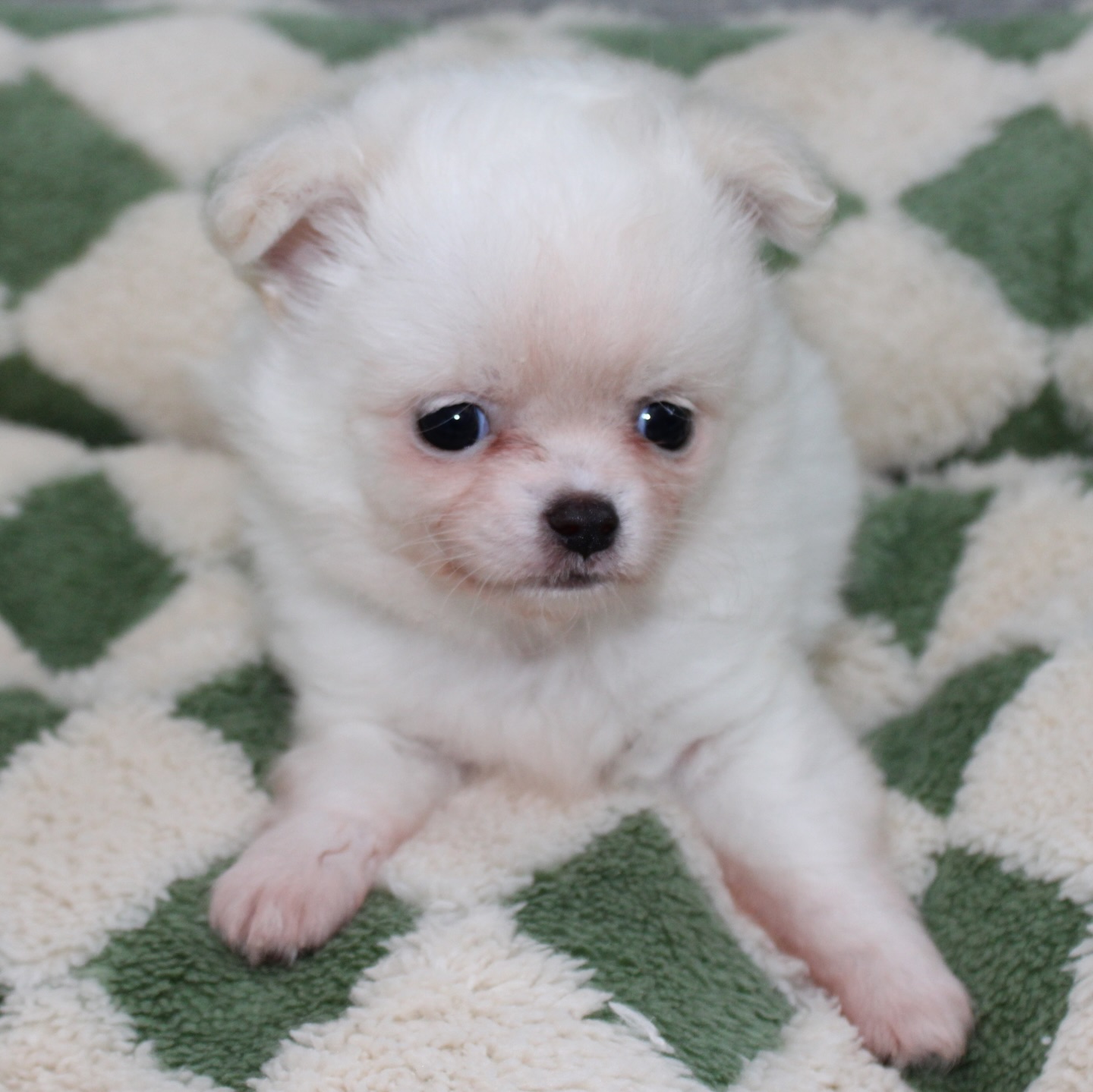 Photoshoot de notre petit ourson tout blanc, fils de Pearl 😍Une vraie petite boule de douceur, on dirait un ourson polaire sur pattes 🐻❄️
Avec sa fourrure impeccable, il donne même l’impression de sortir tout droit du toilettage ✨Tellement craquant, doux et attendrissant… un petit trésor qui fait fondre tous les cœurs 🥹🤍📩 Plus d’infos en message privé
🌐 Découvrez aussi les autres chiots disponibles sur notre site :
https://elevage-chihuahuas-lof.fr/chiots-chihuahua-disponibles/#chihuahua #chiotchihuahua #whitechihuahua #babychihuahua #puppylove