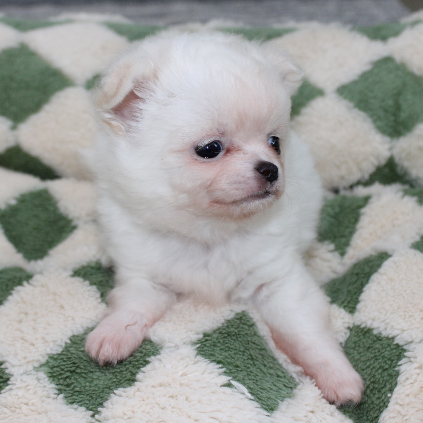 Photoshoot de notre petit ourson tout blanc, fils de Pearl 😍Une vraie petite boule de douceur, on dirait un ourson polaire sur pattes 🐻❄️
Avec sa fourrure impeccable, il donne même l’impression de sortir tout droit du toilettage ✨Tellement craquant, doux et attendrissant… un petit trésor qui fait fondre tous les cœurs 🥹🤍📩 Plus d’infos en message privé
🌐 Découvrez aussi les autres chiots disponibles sur notre site :
https://elevage-chihuahuas-lof.fr/chiots-chihuahua-disponibles/#chihuahua #chiotchihuahua #whitechihuahua #babychihuahua #puppylove