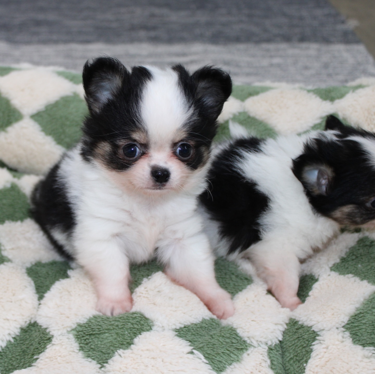 Les 2 pandas de Pearl se prêtent à leur tour au photoshoot 😍Et là… on est complètement sous le charme 🐼🤍🖤
Deux petites merveilles au look irrésistible, avec des bouilles à faire fondre n’importe qui 🥹Alors, on vous met au défi 👀
Saurez-vous deviner lequel est la femelle et lequel est le mâle ? 😏📩 Plus d’infos en message privé
🌐 Découvrez aussi les autres chiots disponibles sur notre site :
https://elevage-chihuahuas-lof.fr/chiots-chihuahua-disponibles/#chihuahua #chiotchihuahua #blackandwhite #panda #babychihuahua puppylove