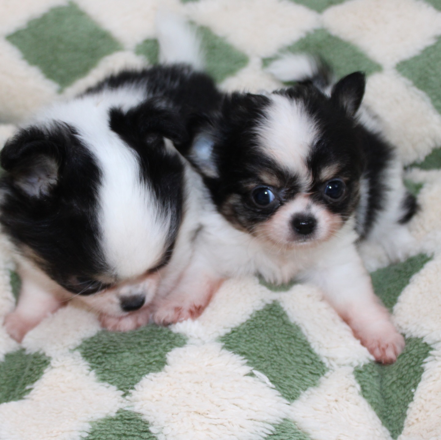 Les 2 pandas de Pearl se prêtent à leur tour au photoshoot 😍Et là… on est complètement sous le charme 🐼🤍🖤
Deux petites merveilles au look irrésistible, avec des bouilles à faire fondre n’importe qui 🥹Alors, on vous met au défi 👀
Saurez-vous deviner lequel est la femelle et lequel est le mâle ? 😏📩 Plus d’infos en message privé
🌐 Découvrez aussi les autres chiots disponibles sur notre site :
https://elevage-chihuahuas-lof.fr/chiots-chihuahua-disponibles/#chihuahua #chiotchihuahua #blackandwhite #panda #babychihuahua puppylove