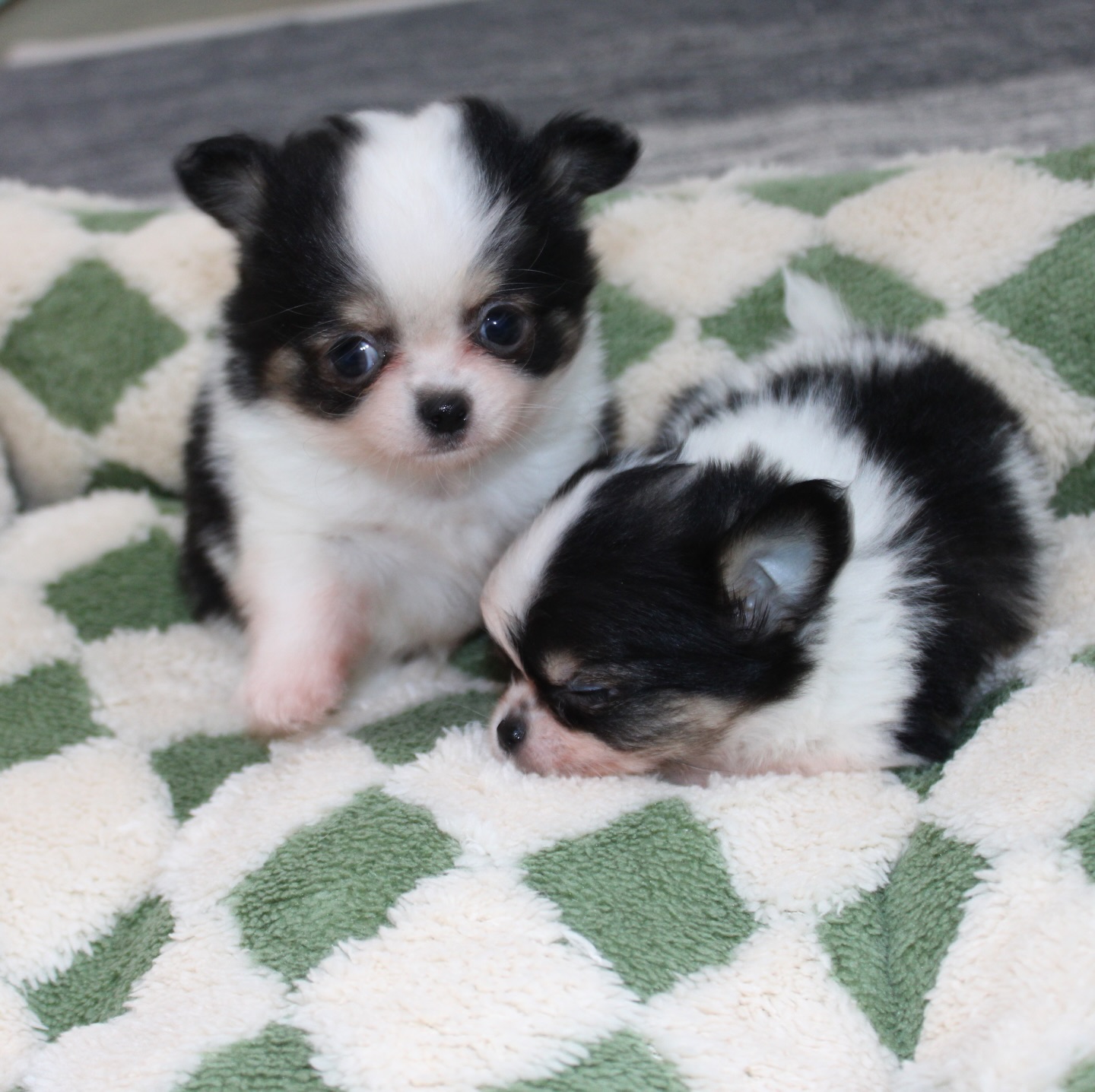 Les 2 pandas de Pearl se prêtent à leur tour au photoshoot 😍Et là… on est complètement sous le charme 🐼🤍🖤
Deux petites merveilles au look irrésistible, avec des bouilles à faire fondre n’importe qui 🥹Alors, on vous met au défi 👀
Saurez-vous deviner lequel est la femelle et lequel est le mâle ? 😏📩 Plus d’infos en message privé
🌐 Découvrez aussi les autres chiots disponibles sur notre site :
https://elevage-chihuahuas-lof.fr/chiots-chihuahua-disponibles/#chihuahua #chiotchihuahua #blackandwhite #panda #babychihuahua puppylove