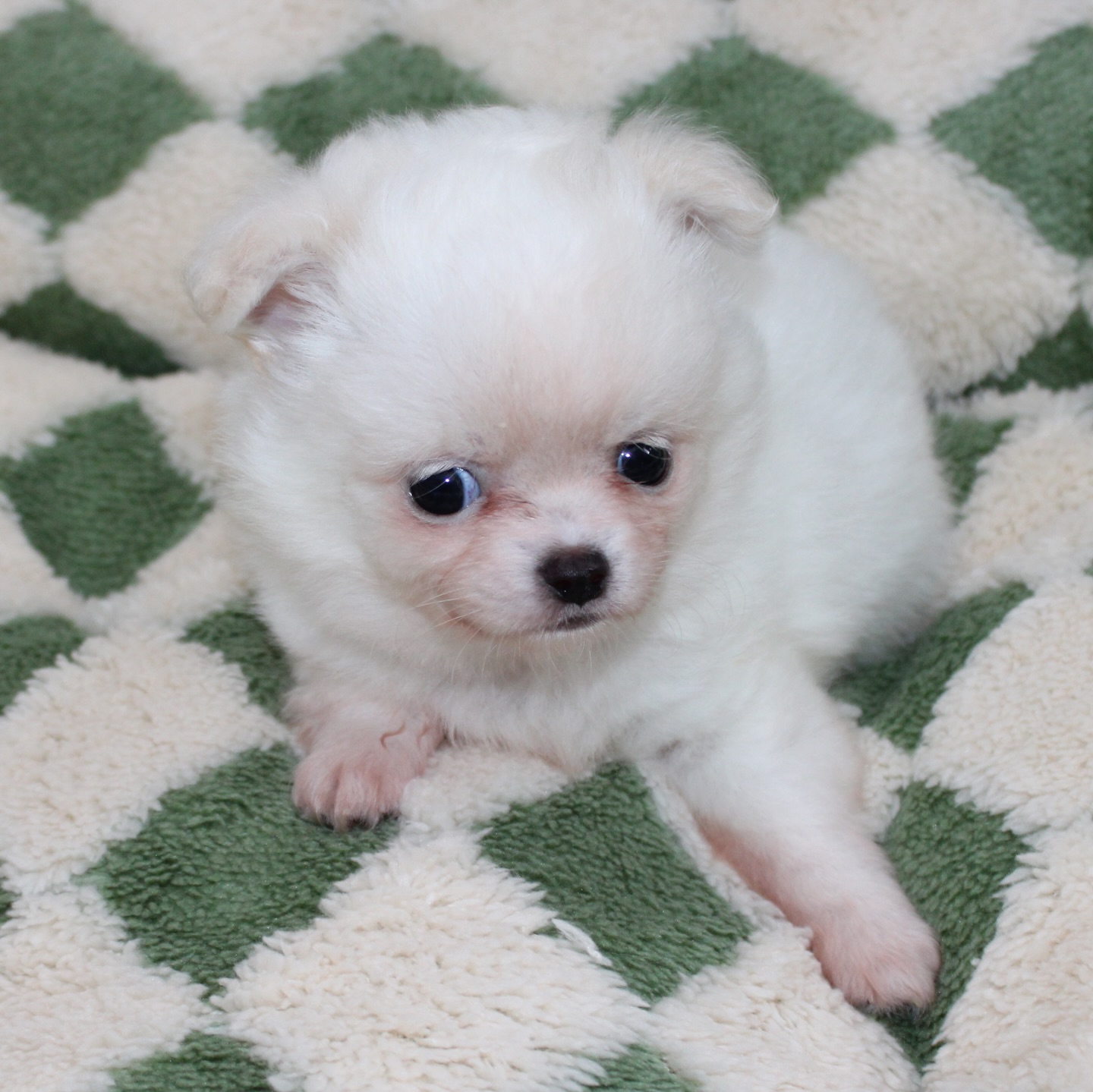 Photoshoot de notre petit ourson tout blanc, fils de Pearl 😍Une vraie petite boule de douceur, on dirait un ourson polaire sur pattes 🐻❄️
Avec sa fourrure impeccable, il donne même l’impression de sortir tout droit du toilettage ✨Tellement craquant, doux et attendrissant… un petit trésor qui fait fondre tous les cœurs 🥹🤍📩 Plus d’infos en message privé
🌐 Découvrez aussi les autres chiots disponibles sur notre site :
https://elevage-chihuahuas-lof.fr/chiots-chihuahua-disponibles/#chihuahua #chiotchihuahua #whitechihuahua #babychihuahua #puppylove