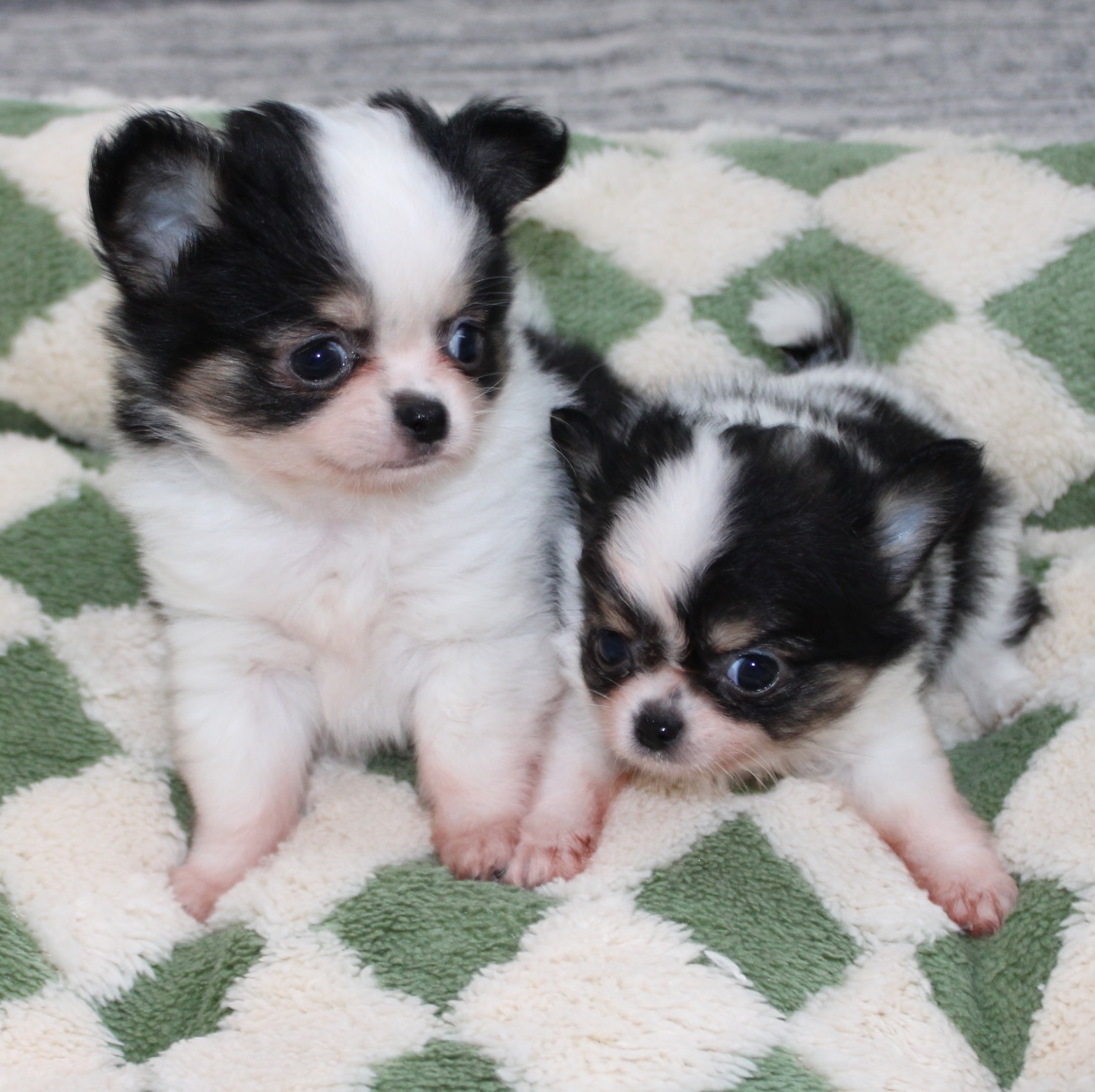 Les 2 pandas de Pearl se prêtent à leur tour au photoshoot 😍Et là… on est complètement sous le charme 🐼🤍🖤
Deux petites merveilles au look irrésistible, avec des bouilles à faire fondre n’importe qui 🥹Alors, on vous met au défi 👀
Saurez-vous deviner lequel est la femelle et lequel est le mâle ? 😏📩 Plus d’infos en message privé
🌐 Découvrez aussi les autres chiots disponibles sur notre site :
https://elevage-chihuahuas-lof.fr/chiots-chihuahua-disponibles/#chihuahua #chiotchihuahua #blackandwhite #panda #babychihuahua puppylove