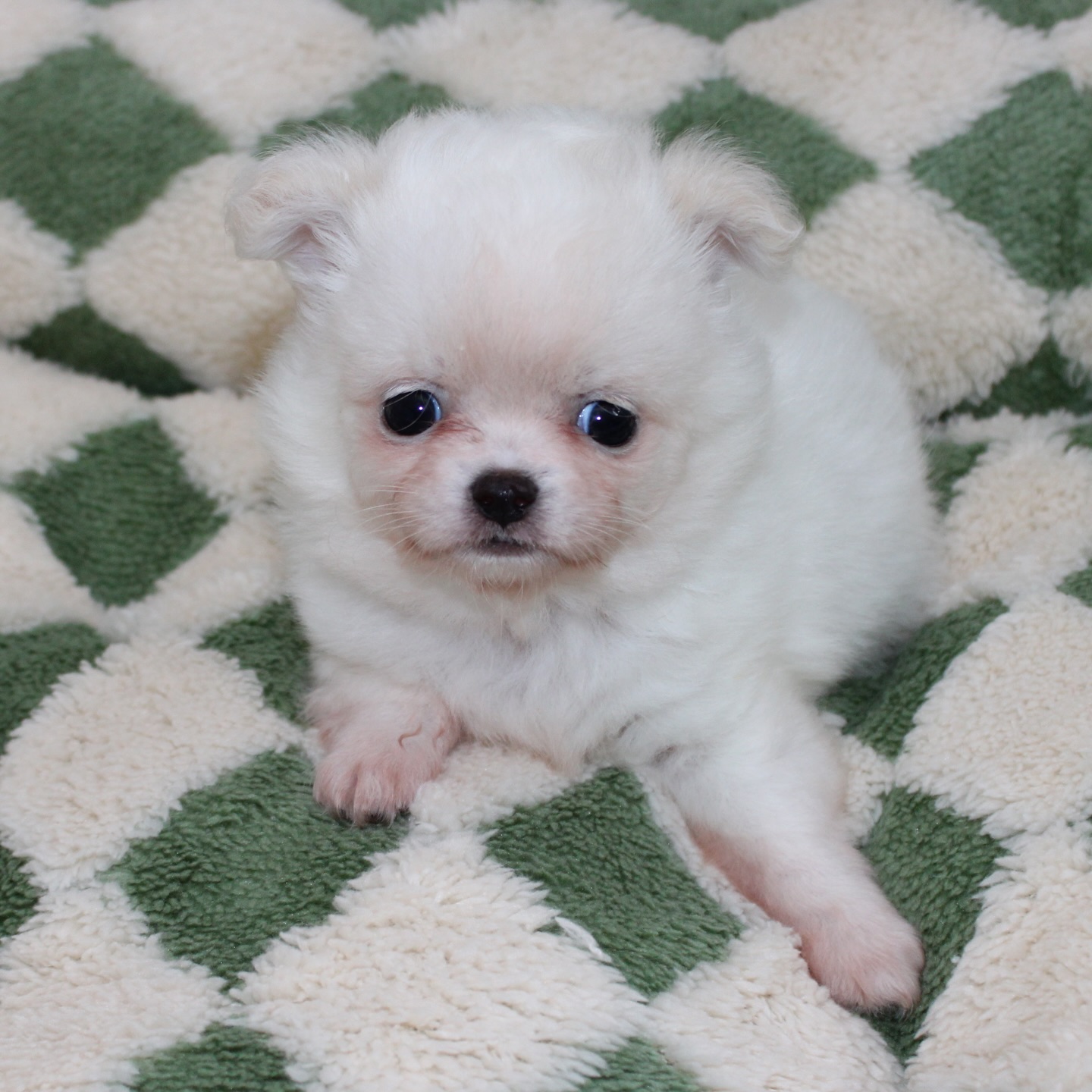 Photoshoot de notre petit ourson tout blanc, fils de Pearl 😍Une vraie petite boule de douceur, on dirait un ourson polaire sur pattes 🐻❄️
Avec sa fourrure impeccable, il donne même l’impression de sortir tout droit du toilettage ✨Tellement craquant, doux et attendrissant… un petit trésor qui fait fondre tous les cœurs 🥹🤍📩 Plus d’infos en message privé
🌐 Découvrez aussi les autres chiots disponibles sur notre site :
https://elevage-chihuahuas-lof.fr/chiots-chihuahua-disponibles/#chihuahua #chiotchihuahua #whitechihuahua #babychihuahua #puppylove
