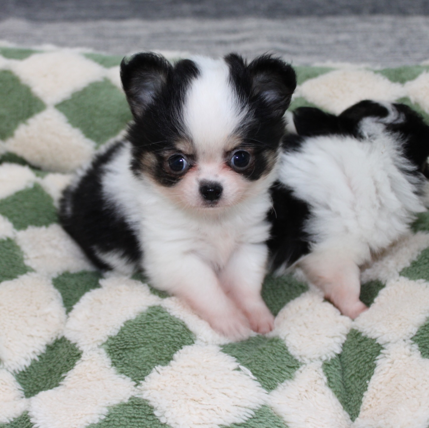 Les 2 pandas de Pearl se prêtent à leur tour au photoshoot 😍Et là… on est complètement sous le charme 🐼🤍🖤
Deux petites merveilles au look irrésistible, avec des bouilles à faire fondre n’importe qui 🥹Alors, on vous met au défi 👀
Saurez-vous deviner lequel est la femelle et lequel est le mâle ? 😏📩 Plus d’infos en message privé
🌐 Découvrez aussi les autres chiots disponibles sur notre site :
https://elevage-chihuahuas-lof.fr/chiots-chihuahua-disponibles/#chihuahua #chiotchihuahua #blackandwhite #panda #babychihuahua puppylove
