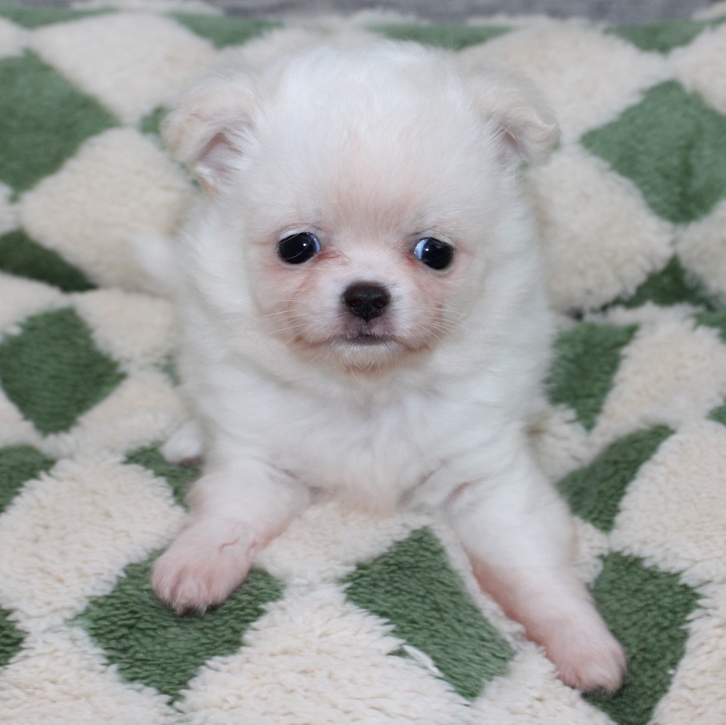 Photoshoot de notre petit ourson tout blanc, fils de Pearl 😍Une vraie petite boule de douceur, on dirait un ourson polaire sur pattes 🐻❄️
Avec sa fourrure impeccable, il donne même l’impression de sortir tout droit du toilettage ✨Tellement craquant, doux et attendrissant… un petit trésor qui fait fondre tous les cœurs 🥹🤍📩 Plus d’infos en message privé
🌐 Découvrez aussi les autres chiots disponibles sur notre site :
https://elevage-chihuahuas-lof.fr/chiots-chihuahua-disponibles/#chihuahua #chiotchihuahua #whitechihuahua #babychihuahua #puppylove