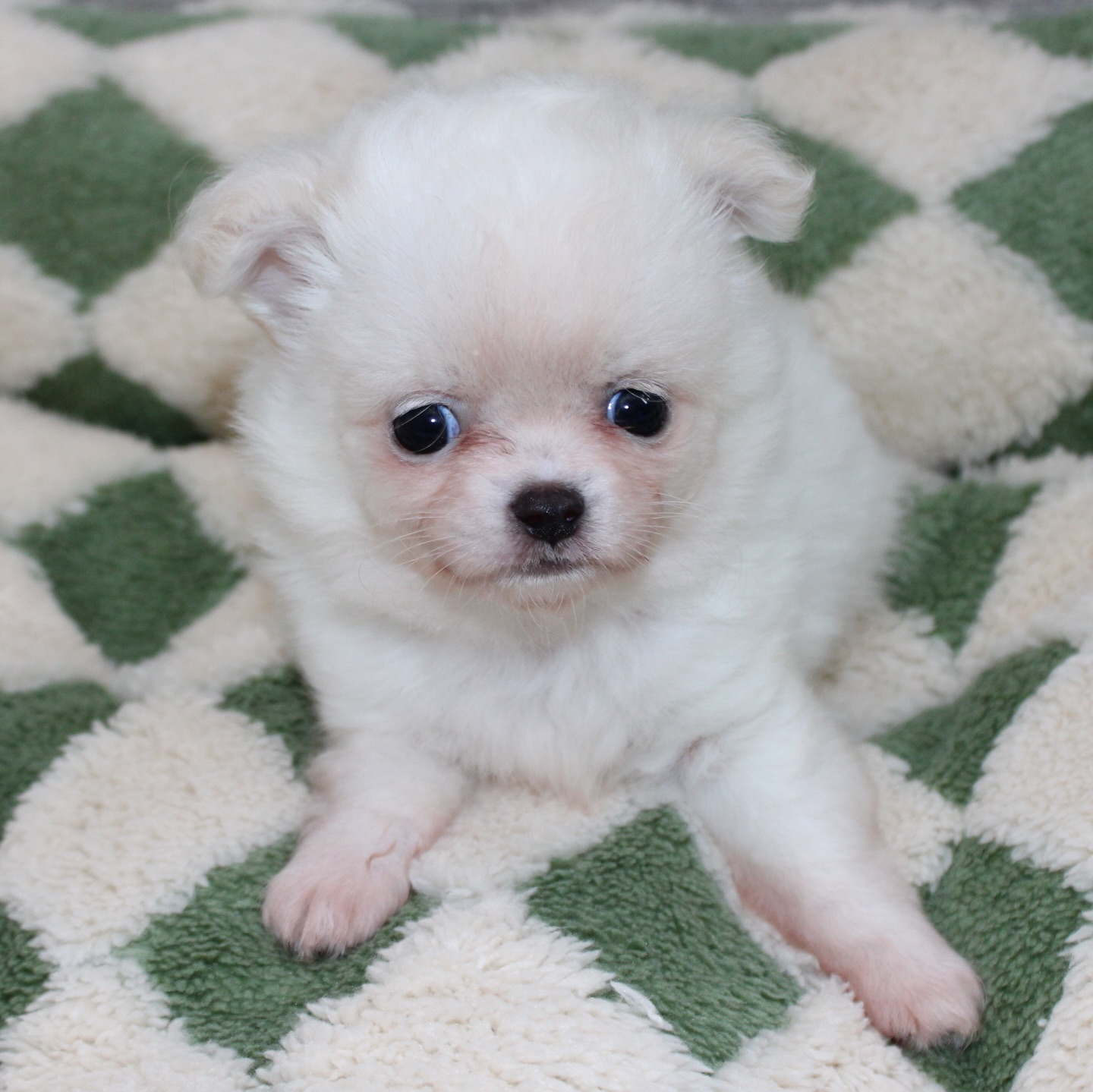 Photoshoot de notre petit ourson tout blanc, fils de Pearl 😍Une vraie petite boule de douceur, on dirait un ourson polaire sur pattes 🐻❄️
Avec sa fourrure impeccable, il donne même l’impression de sortir tout droit du toilettage ✨Tellement craquant, doux et attendrissant… un petit trésor qui fait fondre tous les cœurs 🥹🤍📩 Plus d’infos en message privé
🌐 Découvrez aussi les autres chiots disponibles sur notre site :
https://elevage-chihuahuas-lof.fr/chiots-chihuahua-disponibles/#chihuahua #chiotchihuahua #whitechihuahua #babychihuahua #puppylove