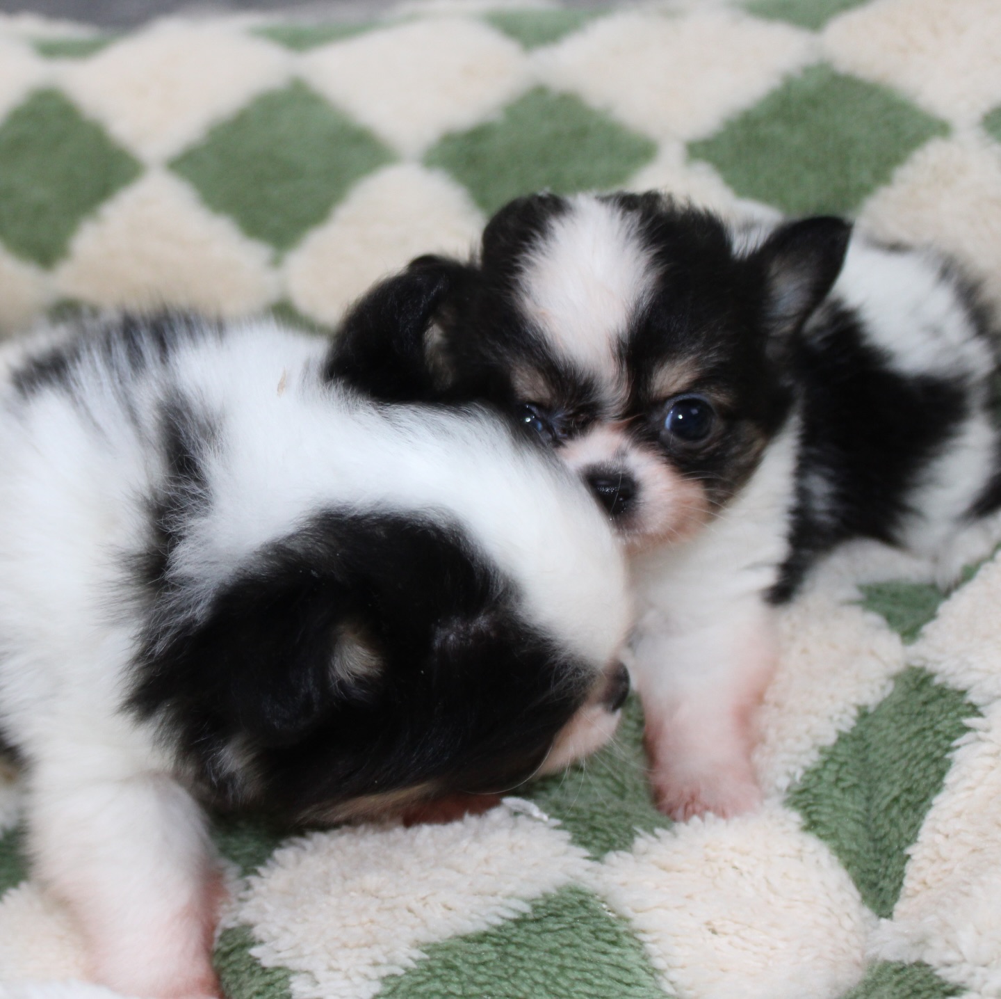 Les 2 pandas de Pearl se prêtent à leur tour au photoshoot 😍Et là… on est complètement sous le charme 🐼🤍🖤
Deux petites merveilles au look irrésistible, avec des bouilles à faire fondre n’importe qui 🥹Alors, on vous met au défi 👀
Saurez-vous deviner lequel est la femelle et lequel est le mâle ? 😏📩 Plus d’infos en message privé
🌐 Découvrez aussi les autres chiots disponibles sur notre site :
https://elevage-chihuahuas-lof.fr/chiots-chihuahua-disponibles/#chihuahua #chiotchihuahua #blackandwhite #panda #babychihuahua puppylove