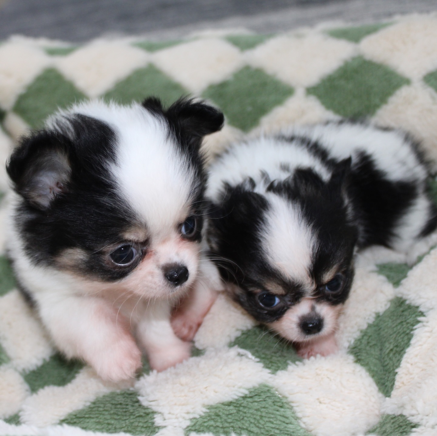Les 2 pandas de Pearl se prêtent à leur tour au photoshoot 😍Et là… on est complètement sous le charme 🐼🤍🖤
Deux petites merveilles au look irrésistible, avec des bouilles à faire fondre n’importe qui 🥹Alors, on vous met au défi 👀
Saurez-vous deviner lequel est la femelle et lequel est le mâle ? 😏📩 Plus d’infos en message privé
🌐 Découvrez aussi les autres chiots disponibles sur notre site :
https://elevage-chihuahuas-lof.fr/chiots-chihuahua-disponibles/#chihuahua #chiotchihuahua #blackandwhite #panda #babychihuahua puppylove