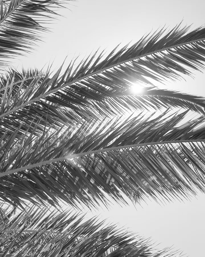 A I L L E U R S •
Je crois que nous portons toutes un héritage.
Pour certaines, il se trouve dans une langue, une recette ou une maison de famille.
Pour moi, il est là.
Dans la lumière.
Dans les palmiers.
Dans les façades blanchies par le soleil.
Mes racines sont espagnoles.
Et chaque fois que je reviens ici, quelque chose d’inexplicable se passe.
Comme si certains souvenirs, certains visages et certaines histoires continuaient de vivre à travers les lieux.
Peut-être parce qu’au fond, l’héritage ne se résume pas à ce que l’on nous transmet.
C’est aussi ce qui nous appelle.
Et ce que l’on choisit de garder avec nous.
#grejmodernbride #collectionheritage #modernbride #mediterraneansoul #rootedinbeauty