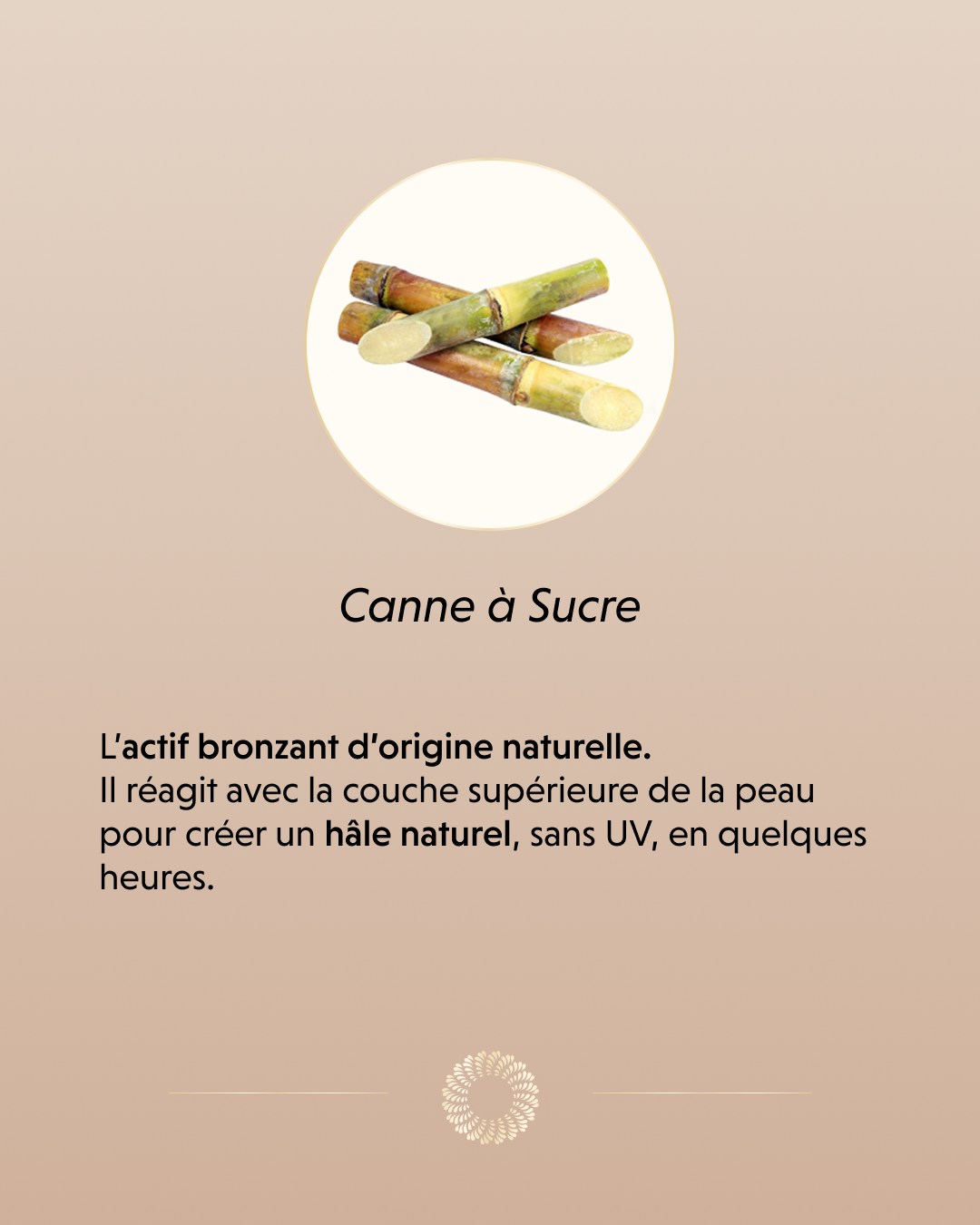 Intensifier l'éclat de l'été, le soin en plus.
Pour ceux qui ont déjà initié leur bronzage au soleil et souhaitent lui donner plus d'intensité, le Spray Bronzant Intense + est l'allié idéal. Il vient rehausser et approfondir le hâle naturel en un instant.
Sa particularité ? Une formule infusée à l'eau de chanvre qui nourrit et apaise la peau en profondeur. Le réflexe parfait pour maximiser sa couleur estivale tout en apportant le confort et l'hydratation dont l'épiderme a tant besoin à cette période.#botancosmetics #eaudechanvre #bronzagesanssoleil #spraytan #institutdebeaute