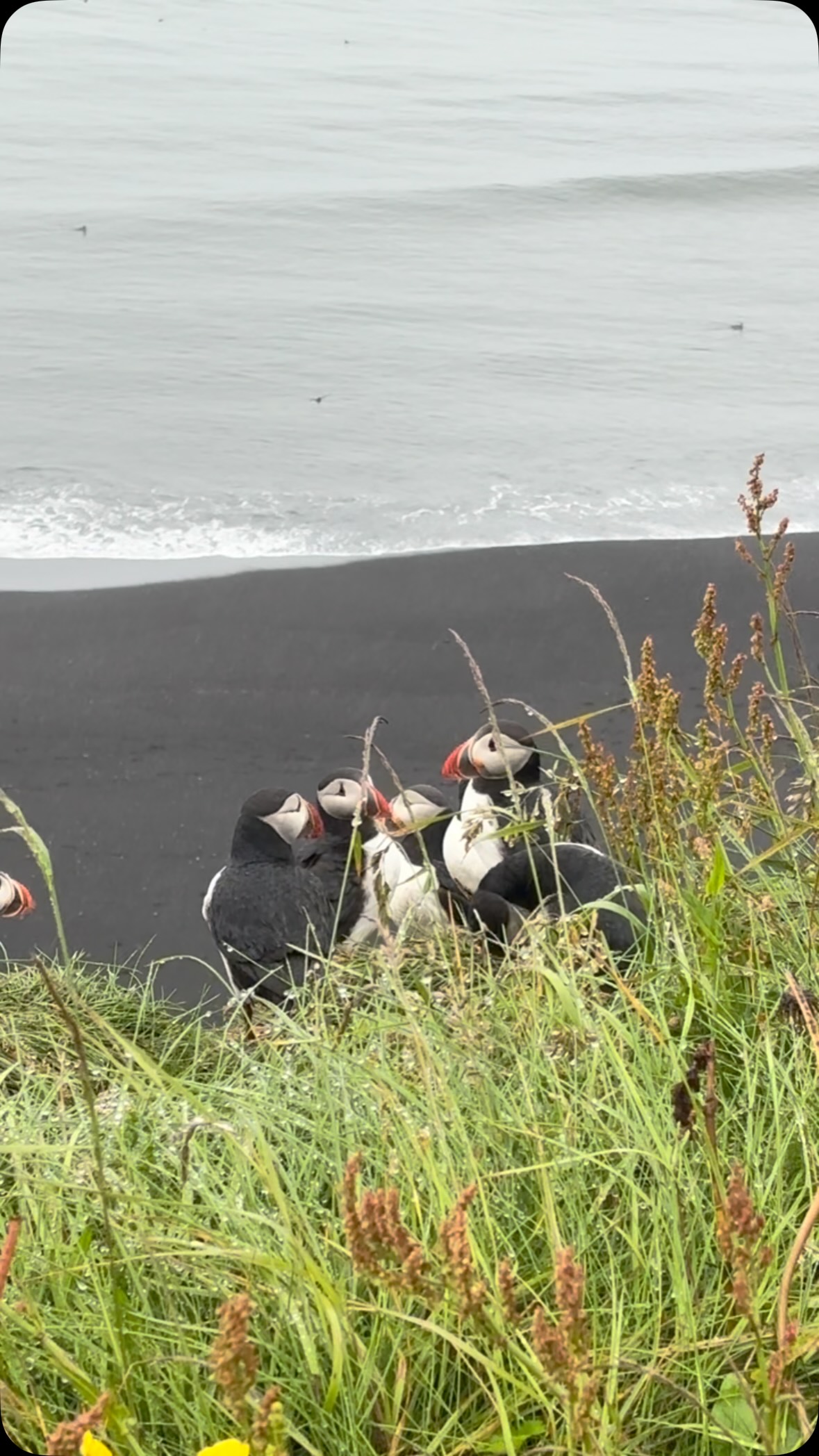En Islande on peut aussi avoir la chance de faire quelques « rencontres » inattendues. Des phoques qui se prélassent sur des icebergs, des macareux le long des falaises, ou encore des chevaux à la crinière au vent… Une présence animale qui accompagne le voyage, sans jamais être mise en scène. Et vous quel animal rêvez-vous de croiser en pleine nature ? #Islande #voyage #voyagederêve #blogvoyage #nature
