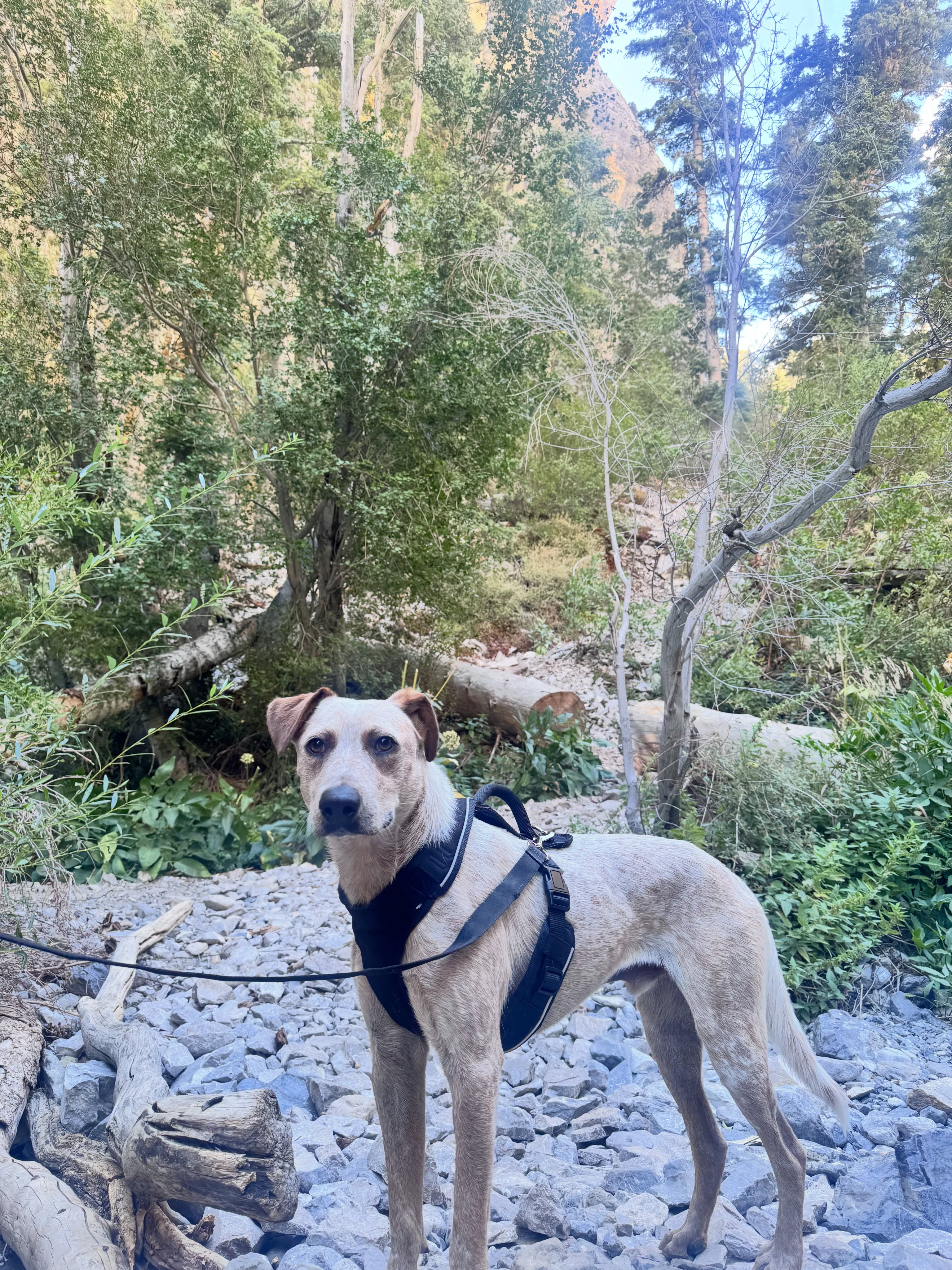 After waiting 7 long months, we couldn’t be happier to share that Biscuit finally found his forever home! 🥹❤️🦴
Now named Bodhi, this handsome Heeler mix is settling into his new life as a beloved family member…and his adopter says he’s doing amazing:
“He is doing so good!! He’s the best boy!! Seriously, we’ve had zero issues—he’s fine when I’m at work, he’s eating well, he is super cuddly, and a good walker!!”
With a little time, patience, and a whole lot of love, Bodhi has learned to trust, relax, and truly thrive.
This sweet boy is finally home where he belongs. Happy tails, Bodhi! 🏡 🐾
#adoptashelterdog #pupdate #happytails #lasvegas #nevadaspca