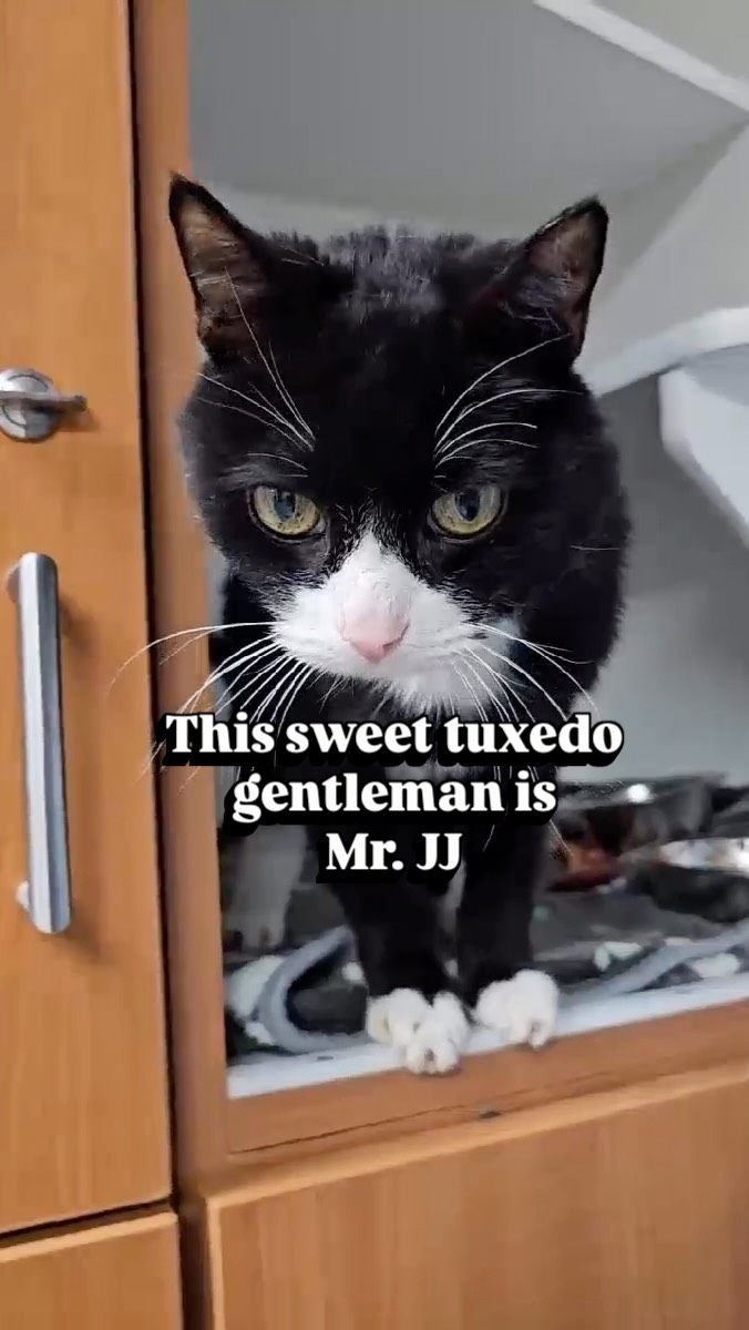 Meet Mr. JJ, a charming gentleman with a whole lot of personality and even more love to give! 🐱🫶
This sweet 9-year-old boy is social, friendly, curious, and delightfully chatty. He loves exploring his surroundings and checking out every nook and cranny before returning to his favorite people for head bonks, affectionate rubs, and plenty of purrs. 😻
Mr. JJ does need a special kidney-friendly diet to help manage his kidney disease, but this wonderful boy isn’t letting that slow him down! He’s ready to spend his golden years with someone who will cherish his sweet companionship and give him all the love he deserves.
Meet Mr. JJ at Nevada SPCA and let him steal your heart! 🏡❤️🐈⬛
#adoptasheltercat #tuxedokitty #lasvegas #nevadaspca