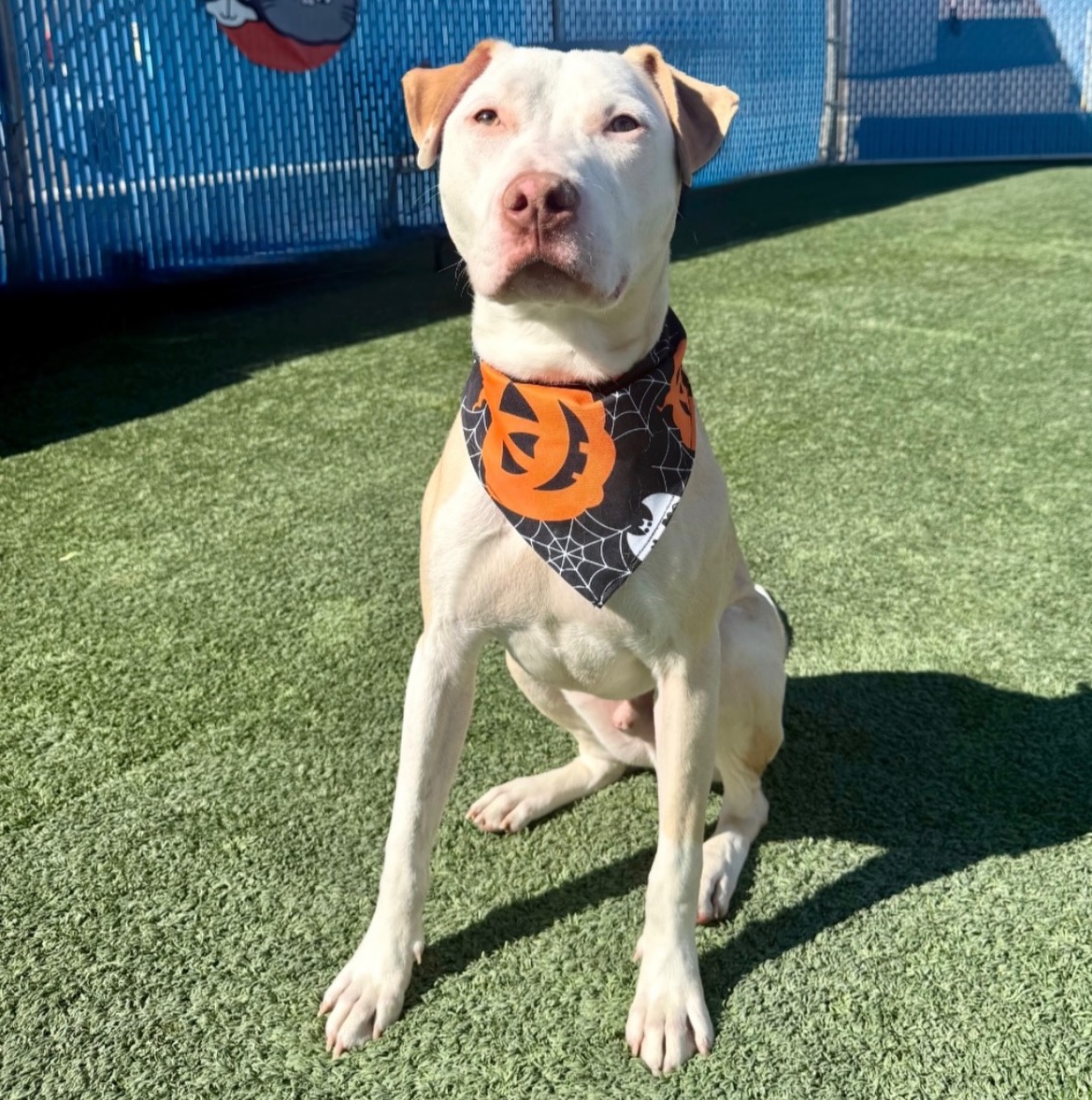 Say hello to Dobby! This handsome 2-year-old boy (65 lbs) is playful, sweet, and ready for his next adventure.
Dobby is a lovable, boisterous youngster with plenty of puppy enthusiasm. He’d benefit from some additional training, and the best part? He’s eager to learn, eager to please, and ready to show you just how much he can shine! 💫
This playful boy LOVES toys and can’t wait to join you for long walks, hikes, and all of life’s adventures. He’s looking for an active family ready to give him the commitment, guidance, and love he deserves. Meet-and-greet with any current household dogs. 🦴 🐶
This lovable boy is ready to be your beloved adventure buddy and forever companion. Meet Dobby at Nevada SPCA today! 🏡 ♥️🐾
#adoptashelterdog #lasvegas #nevadaspca