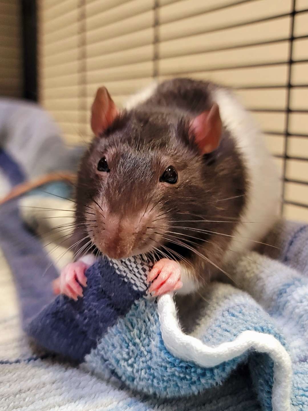 Meet Mochi! 🐭🩵 This cute and curious little 1-year-old boy is ready to find a loving forever home of his own!
Rats make wonderful, intelligent companions and thrive with proper care, enrichment, and plenty of love. Mochi is ready to start his next chapter with someone who will give him the attention and care he deserves.
Come meet Mochi at Nevada SPCA today and see if he’s your perfect little companion! 🏡 🐀
#adoptashelterpet #petrat #fancyrat #lasvegas #nevadaspca