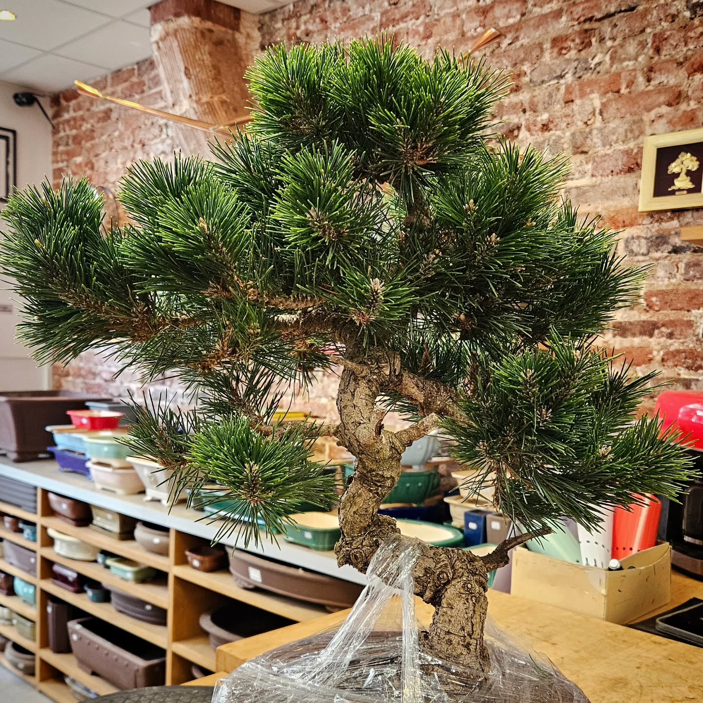 Les préparatifs de BONSAÏ CULTURE EXPO continuent !!!! Infos sur bonsaiculture.fr
@paris_bonsai @bonsai_seikouen_global_ver